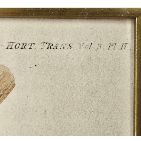 ESPERIONE GRAPE HORT. TRANS. VOL. 3 & PT II VINTAGE LITHOGRAPH FRAMED 8.5" x 11" - Picture 4 of 7